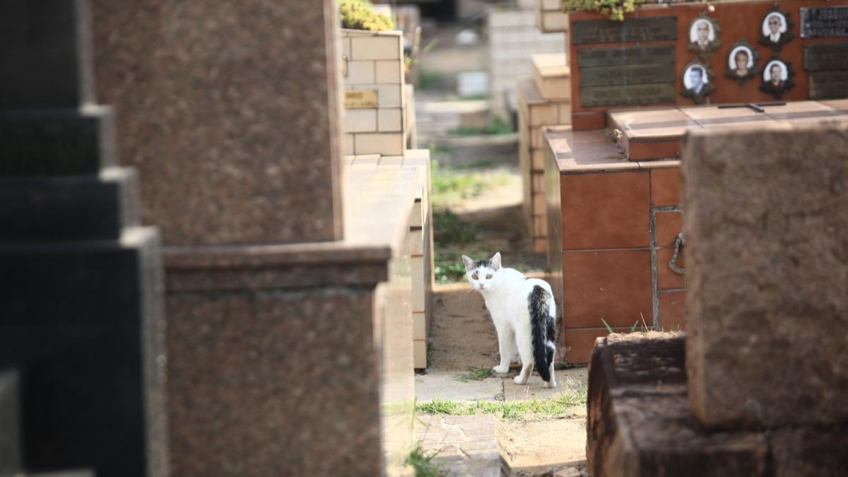 Abaixo-assinado contra o enterro de animais em cemitérios humanos em Joinville